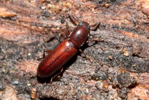 Corticeus unicolor