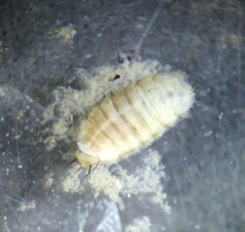 Lonchoptera sp.
