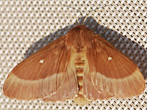 Réf. 172 786 : Lasiocampa trifolii