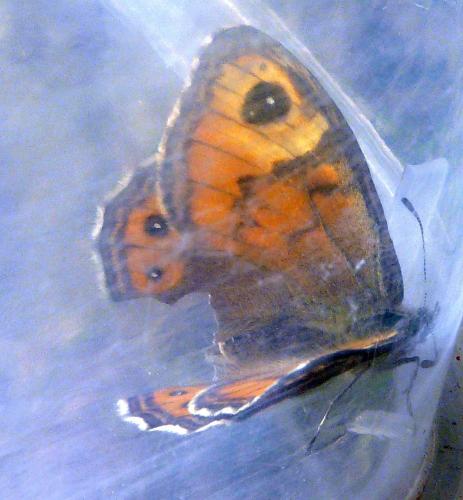 Lasiommata maera