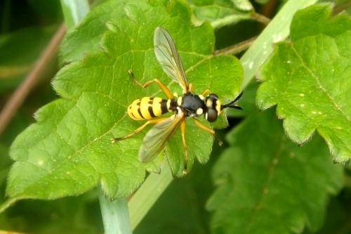 Leopoldius diadematus