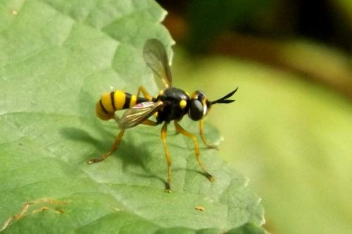 Réf. 172 016 : Leopoldius coronatus