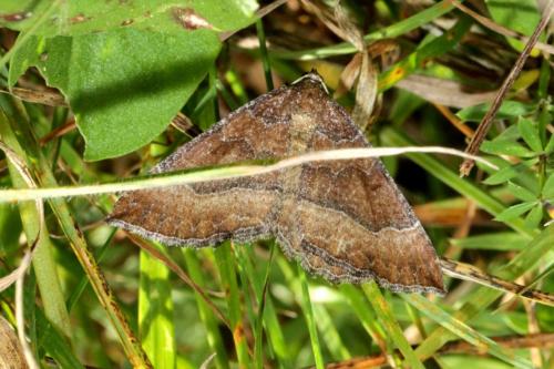 Réf. 172 782 : Larentia clavaria