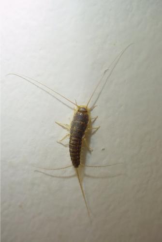 Ctenolepismatinae