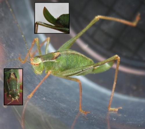 Leptophyes punctatissima