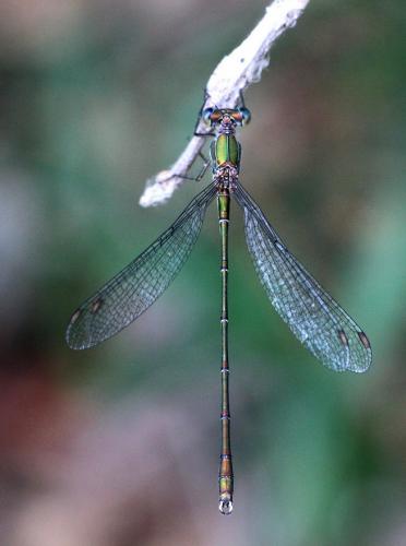 Chalcolestes viridis