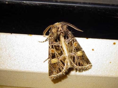Leucochlaena oditis