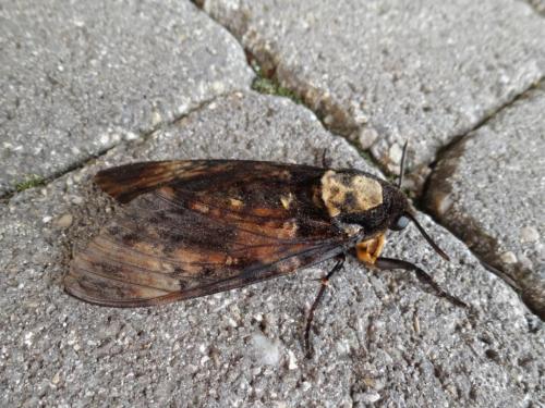 Réf. 172 757 : Acherontia atropos