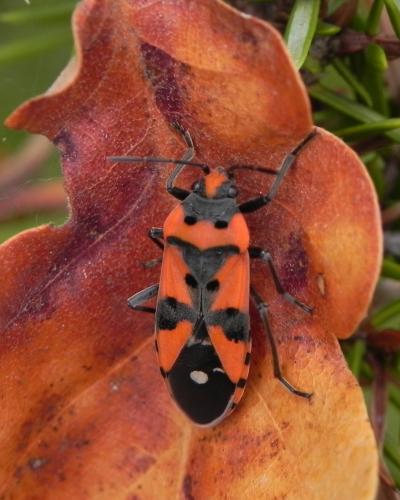 Réf. 172 781 : Lygaeus equestris