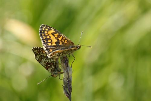 Melitaea athalia