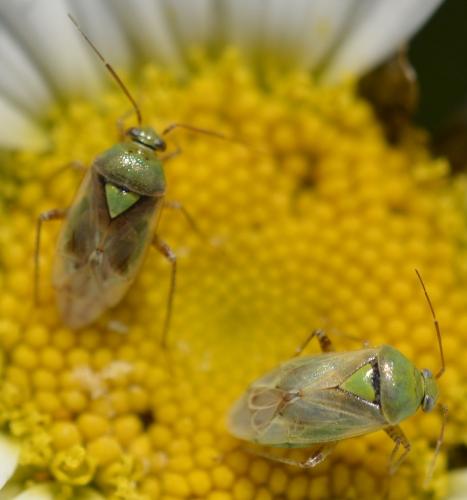 Lygus sp.