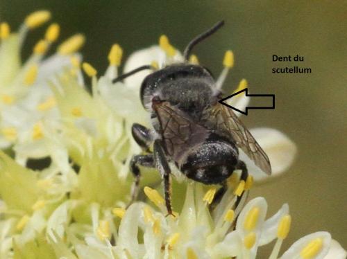 Megachile sp.