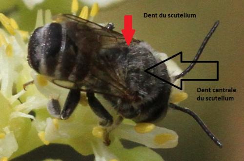 Megachile sp.