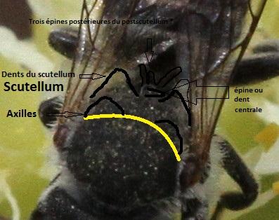 Megachile sp.