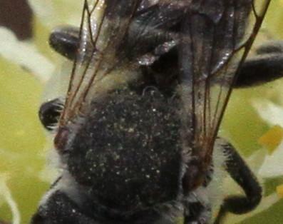 Megachile sp.