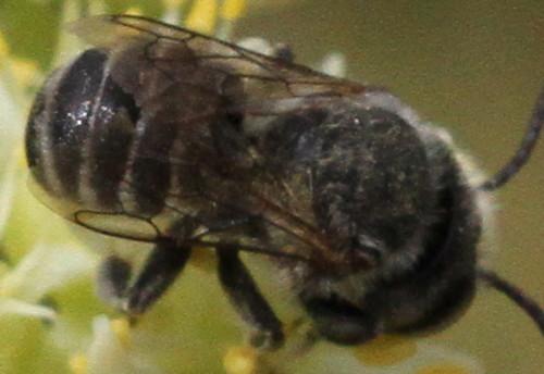 Réf. 172 334 : Megachile sp.