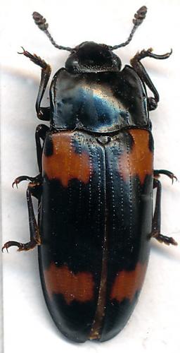 Megalodacne sp.