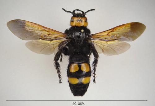 Réf. 172 754 : Megascolia maculata