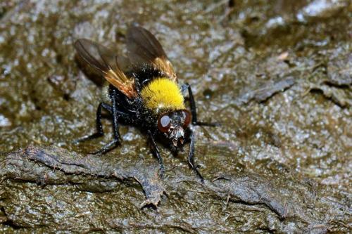 Réf. 172 859 : Mesembrina mystacea