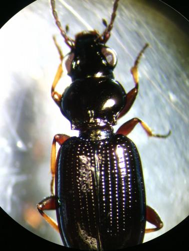Réf. 172 163 : Bembidion properans