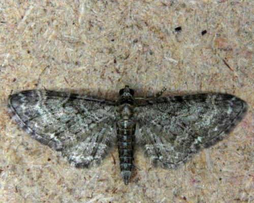 Réf. 172 172 : Eupithecia subfuscata