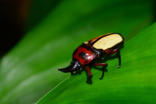 Dicheros bicornis siamensis