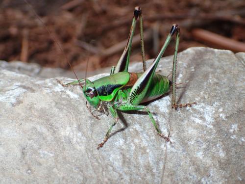 Eupholidoptera tyrrhenica
