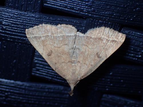 Réf. 172 942 : Pechipogo plumigeralis