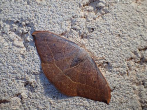 Réf. 172 281 : Watsonalla uncinula