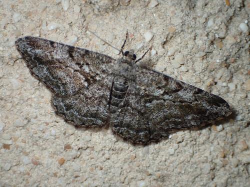 Réf. 172 940 : Peribatodes rhomboidaria