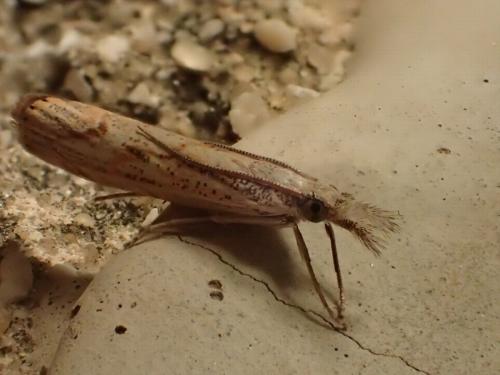 Réf. 172 860 : Agriphila geniculea