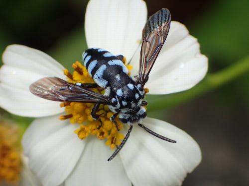 Réf. 172 695 : Thyreus sp.