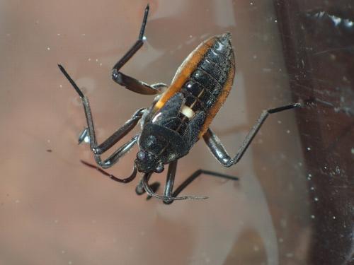 Velia sp.