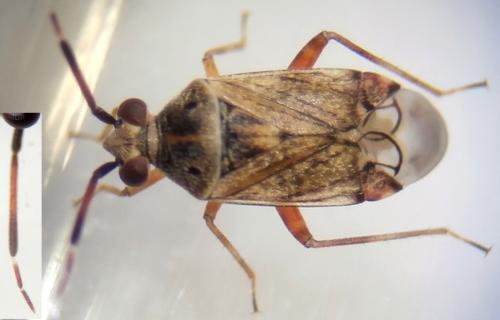 Réf. 172 482 : Eurystylus bellevoyei