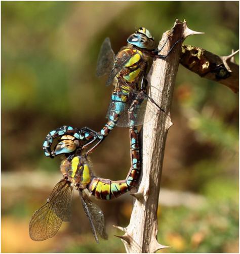 Réf. 172 234 : Aeshna mixta