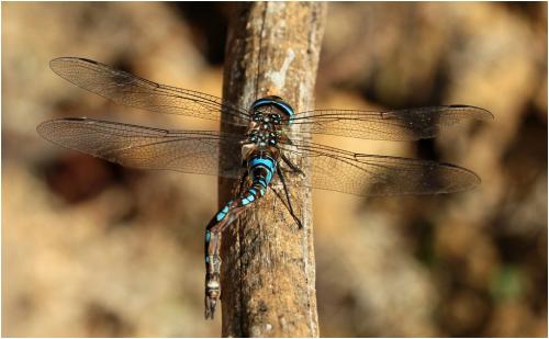 Aeshna mixta