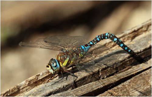 Aeshna mixta