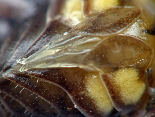 Porcellio montanus