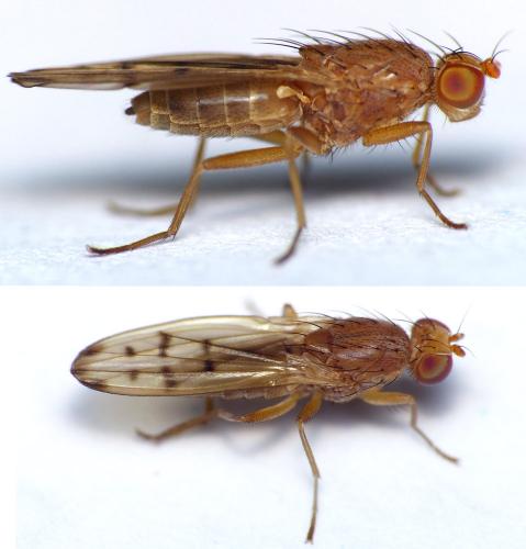 Opomyza florum
