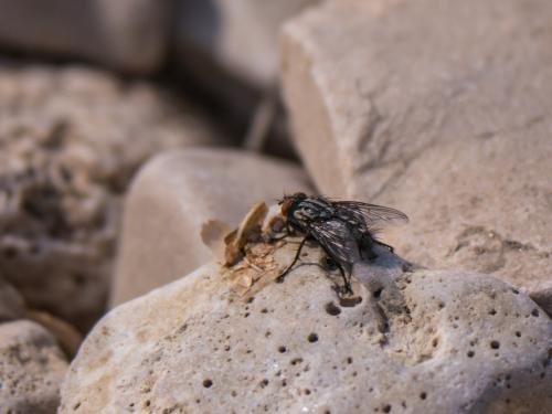 Sarcophaga sp.