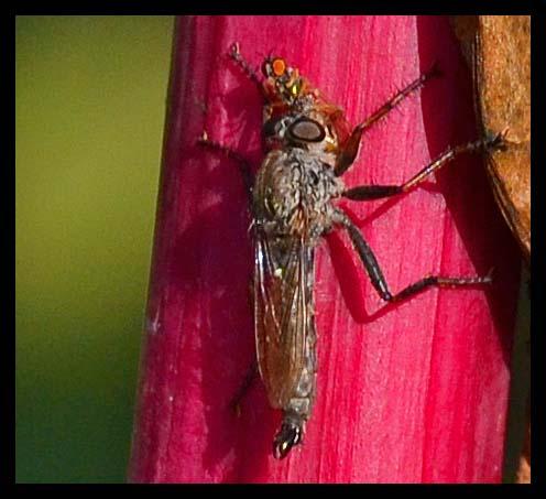 Asilinae