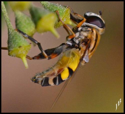 Réf. 172 642 : Helophilus trivittatus