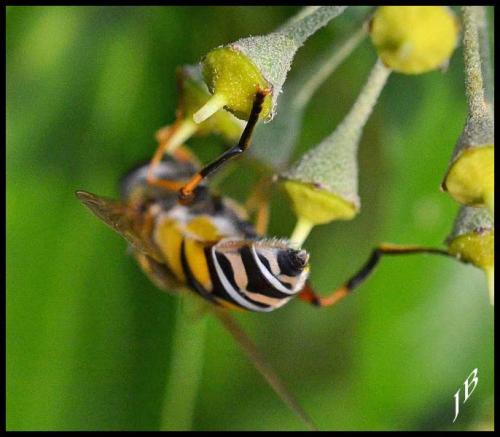 Réf. 172 643 : Helophilus trivittatus