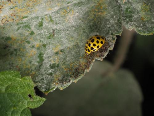 Psyllobora vigintiduopunctata