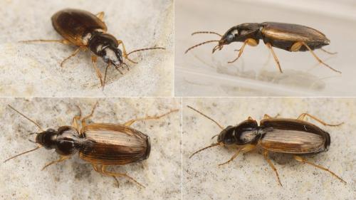 Olisthopus fuscatus