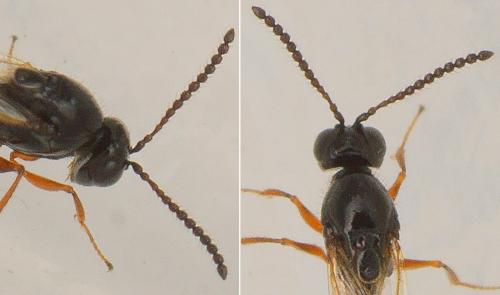 Réf. 172 778 : Eucoilinae inconnu