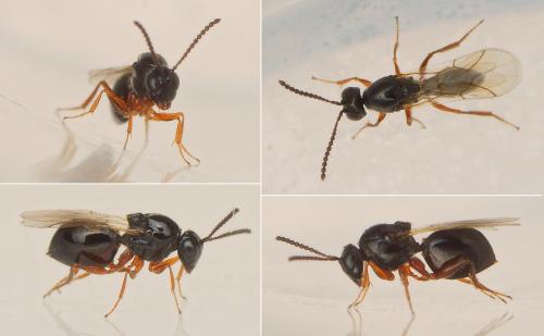 Réf. 172 716 : Eucoilinae inconnu