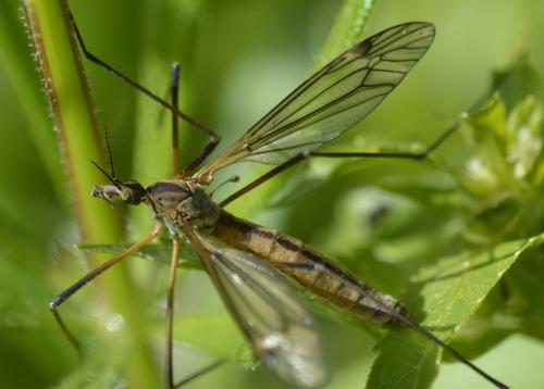 Tipula vernalis