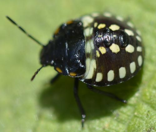 Nezara viridula