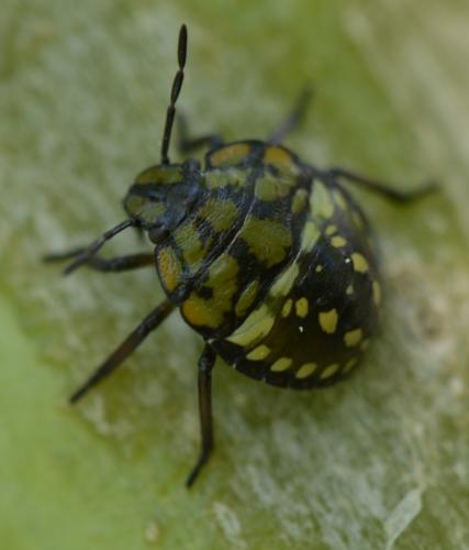 Nezara viridula